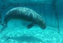 Lihat Dugong Disiksa, Netizen Minta Tolong ke Susi Pudjiastuti