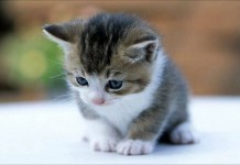 Ilmuwan: Pelihara Kucing Membuat Anak-anak Jadi Bodoh