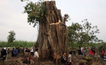 Pengunjung Membludak Datangi Pohon Ajaib di Kediri