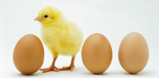 Nah! Misteri Ayam atau Telur yang Duluan Ada, Akhirnya Terpecahkan