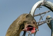 Berbisa dan Mematikan, Ular Ini Takluk oleh Luwak